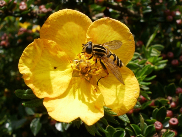 7.7.10 Hoverfly