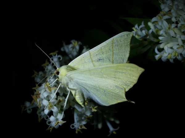23.7.10 Swallowtailed Moth