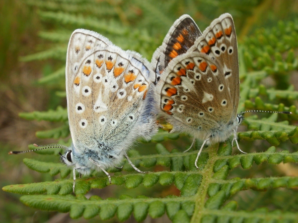 26.7.10 Common Blues, mating